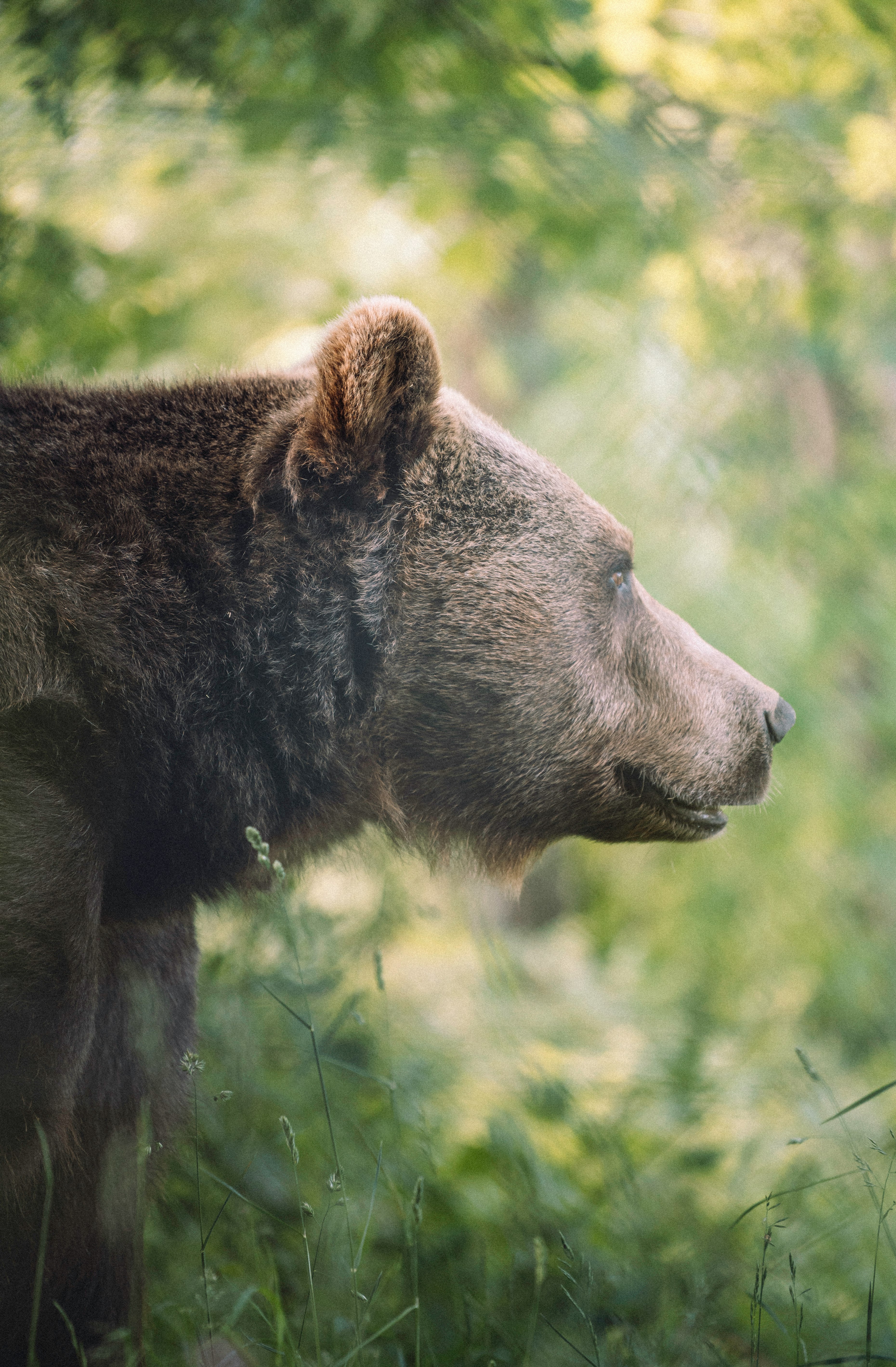 brown bear on green grass during daytime